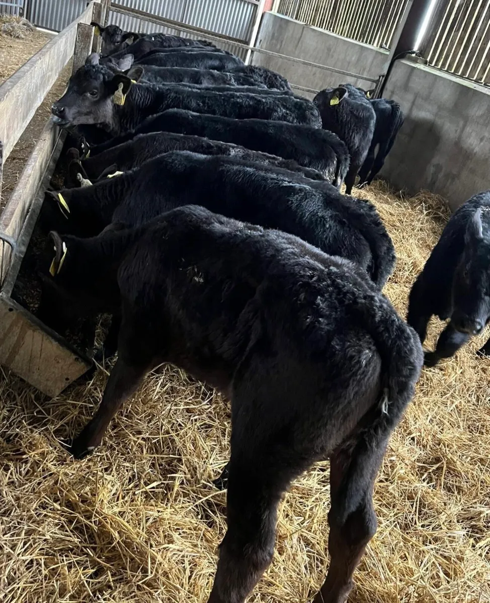 25 Aberdeen Angus Heifers - Image 2