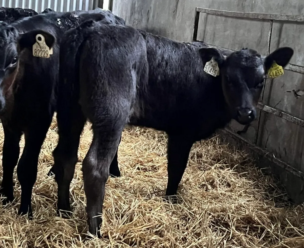 25 Aberdeen Angus Heifers - Image 4