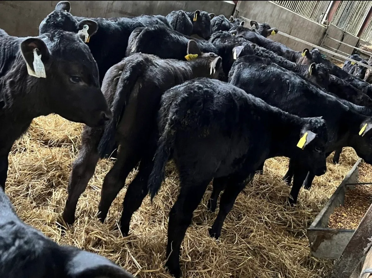 25 Aberdeen Angus Heifers - Image 1