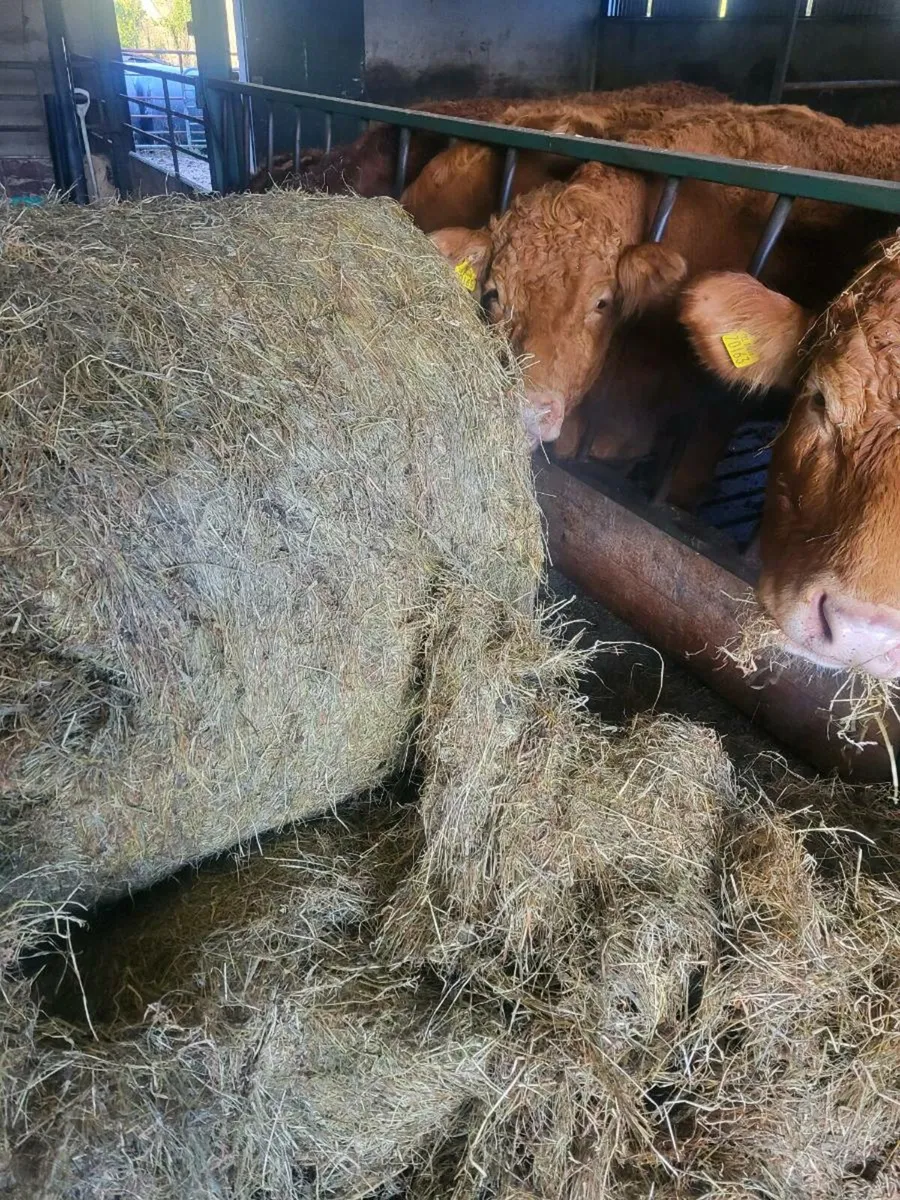 Haylage - Image 3