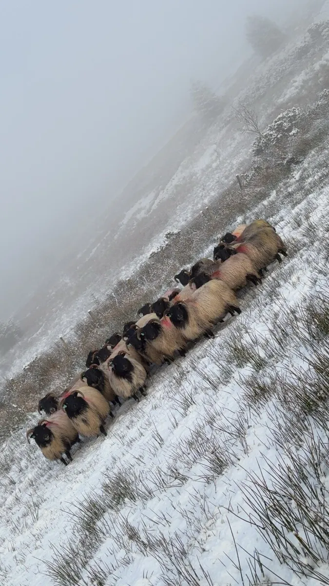 Wanted Land for lease,hill or lowland