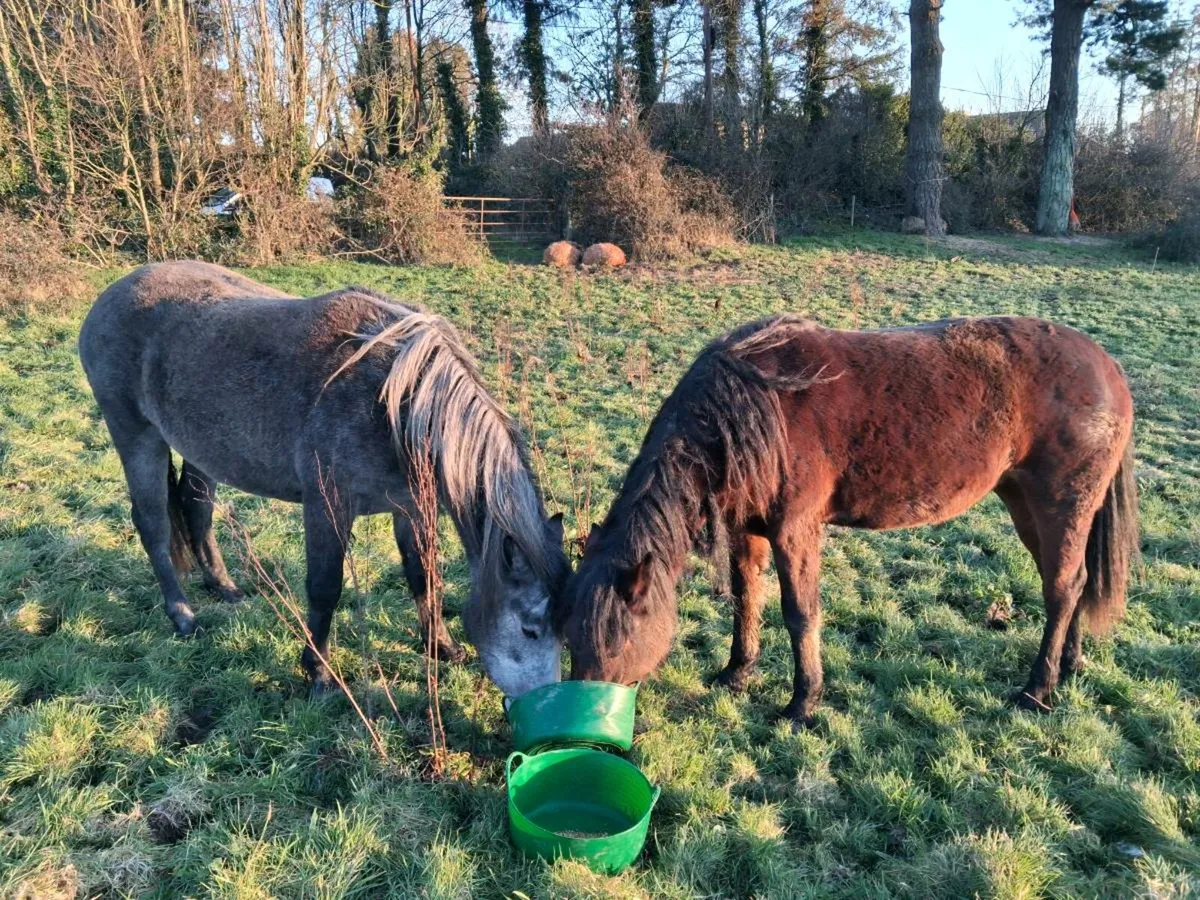 Class 1 connemara fillys - Image 3