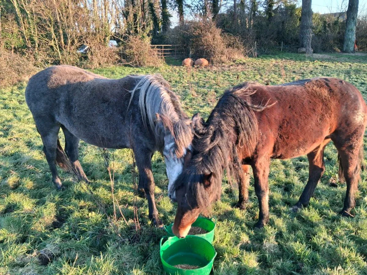 Class 1 connemara fillys - Image 4