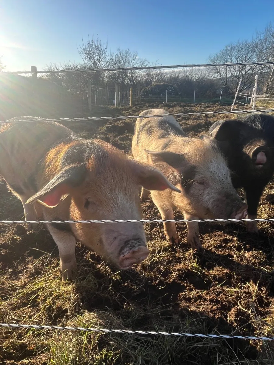 OSB x Berkshire weaners - Image 3