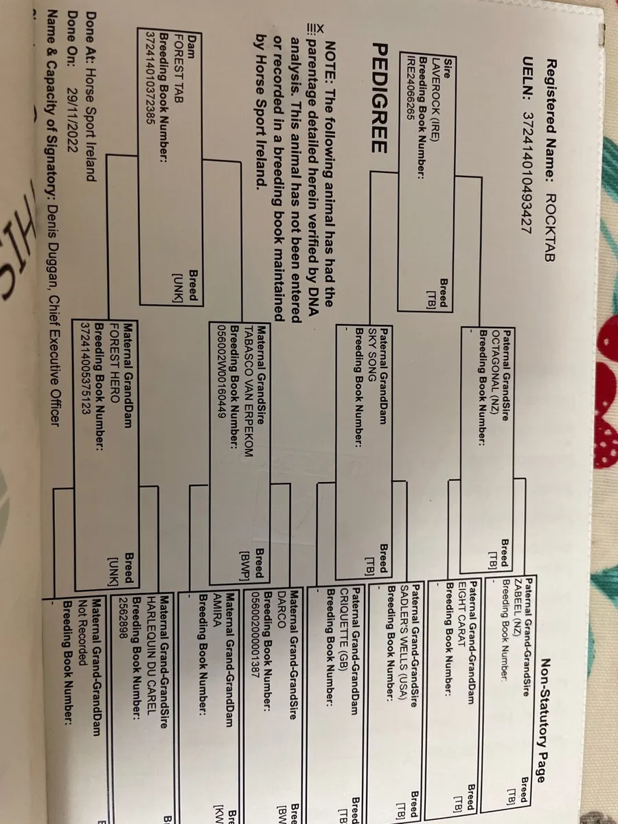 Coming 4 year  old gelding - Image 3