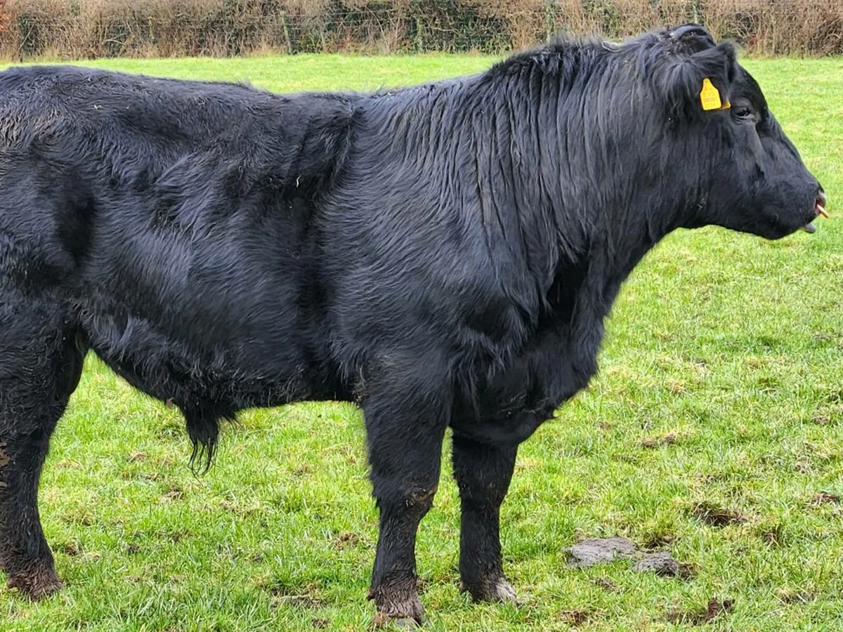 5⭐️ LISKILLEN ABSALOUTE AA BULL - Image 1