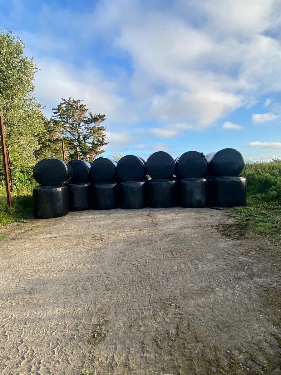 64 Silage Bales