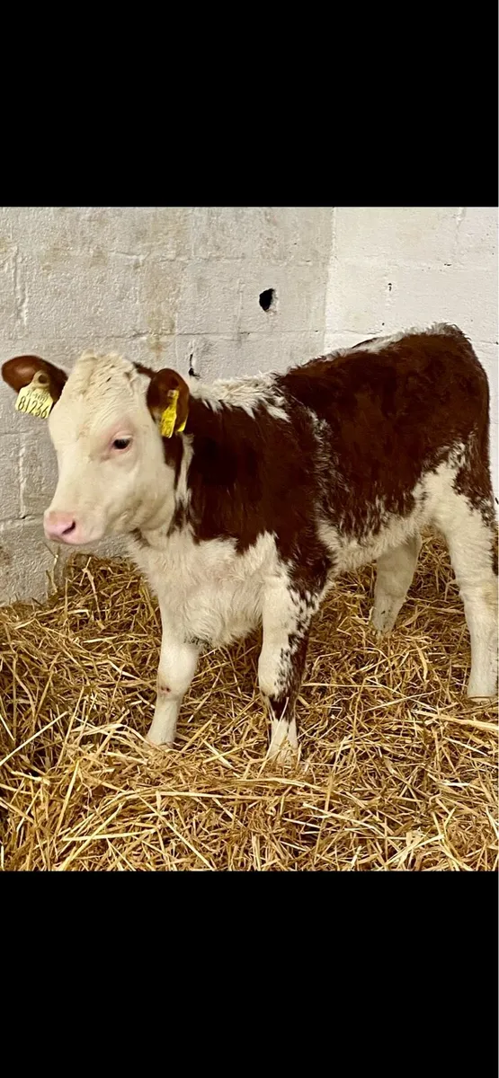 C M C CALF SUPPLIES THE HOME OF QUALITY CALVES - Image 4