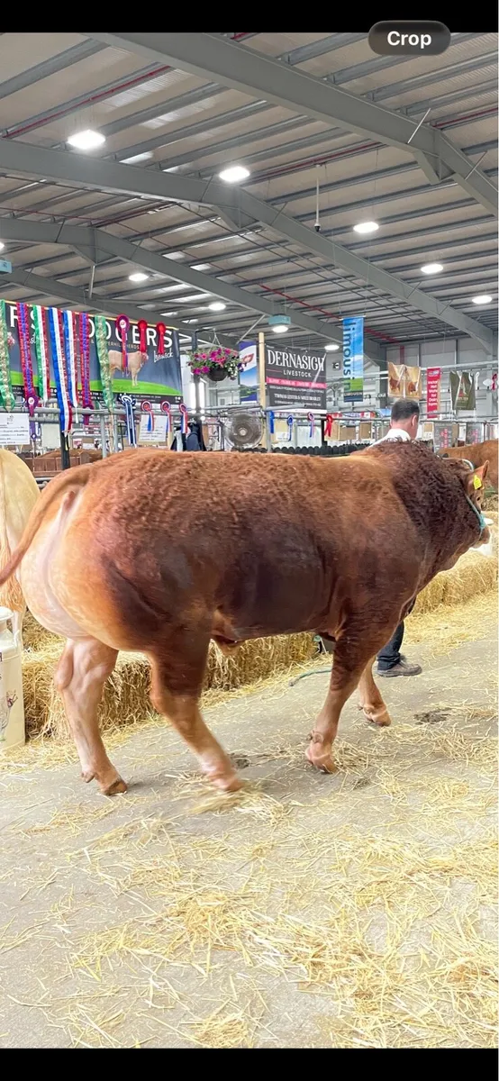 Stock bulls  for export - Image 1