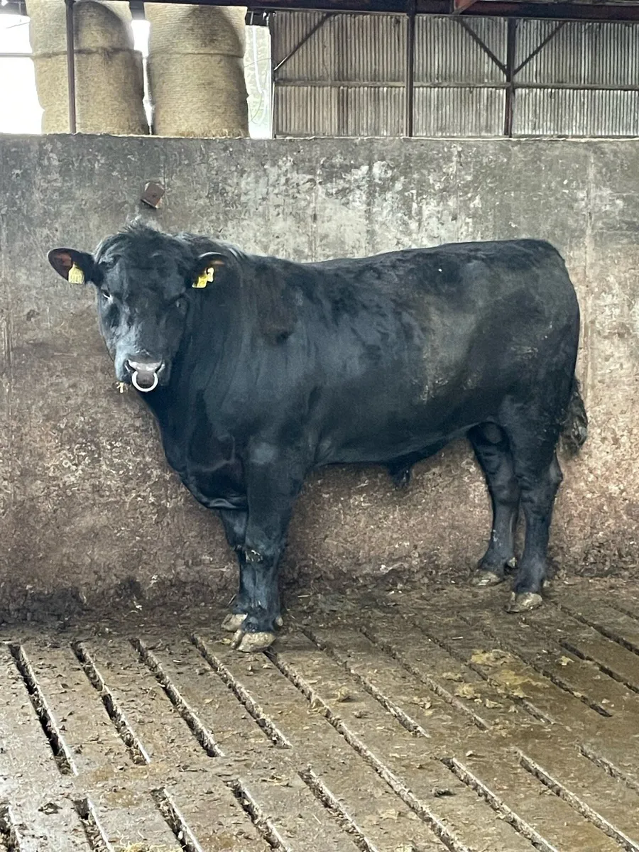 Stock bulls  for export - Image 2