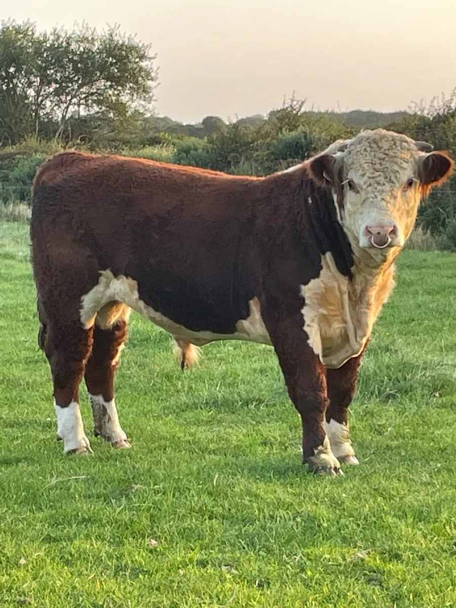 Stock bulls  for export - Image 3