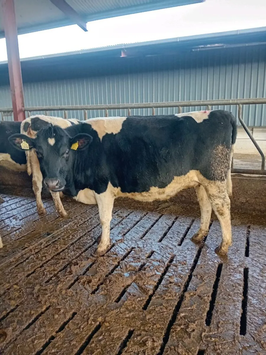 Incalf fresian heifers - Image 4