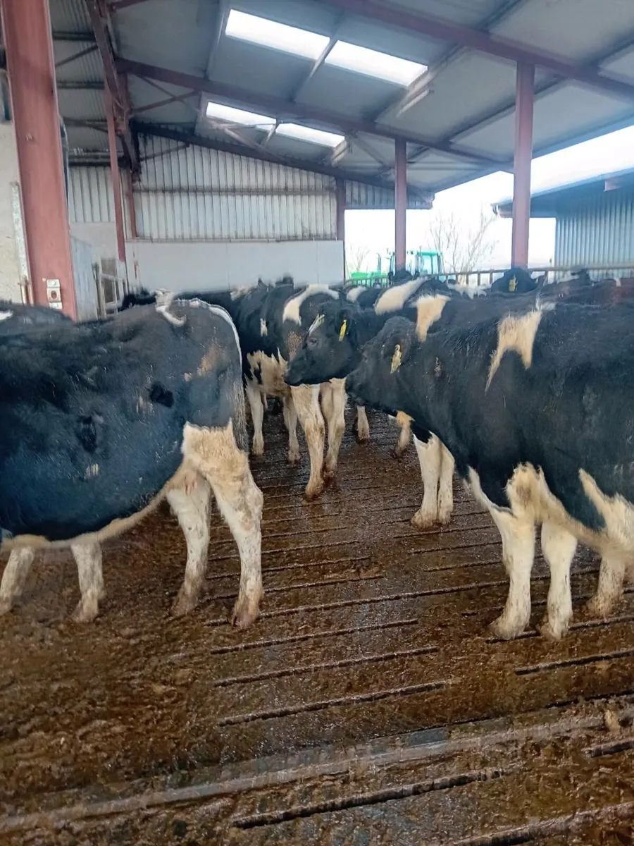 Incalf fresian heifers - Image 1