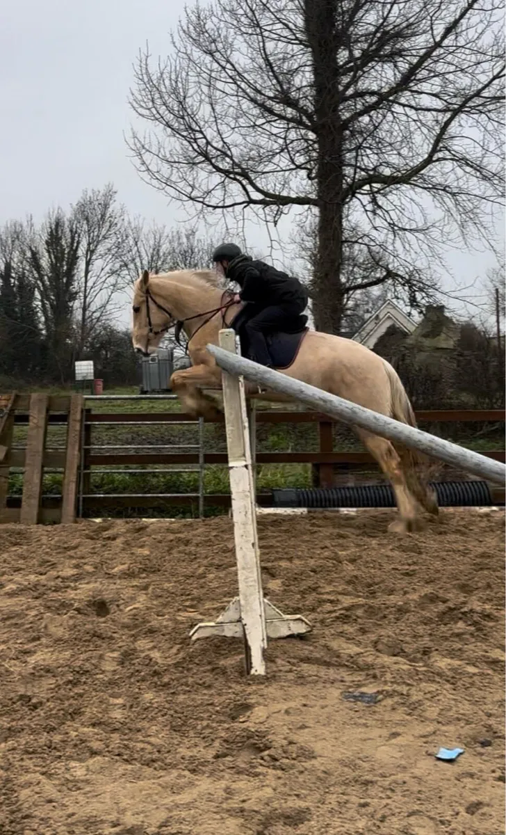 Palomino Mare broken and Riding/Hunted - Image 1