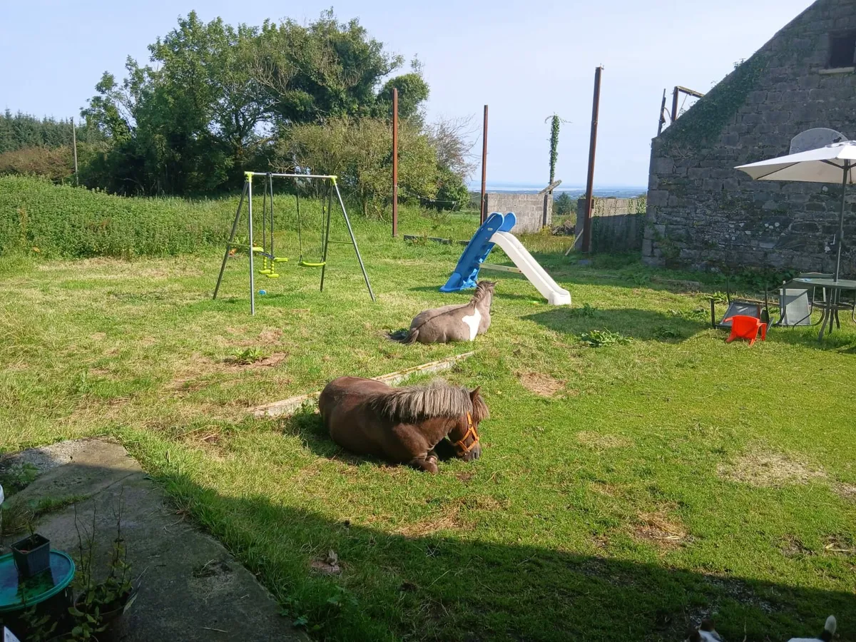Mare and male miniature horses - Image 3