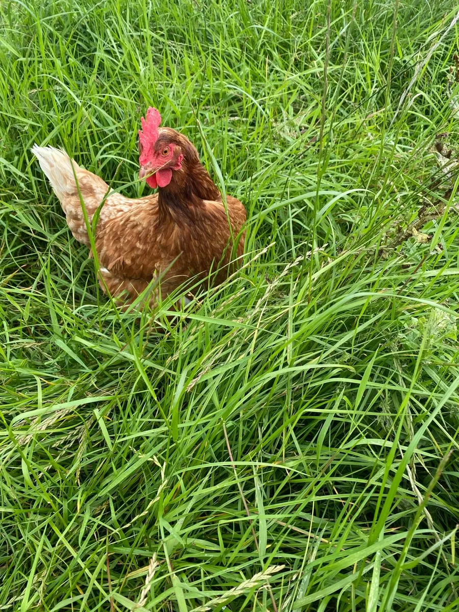 pullets, chicks, hatching eggs, hens - Image 1