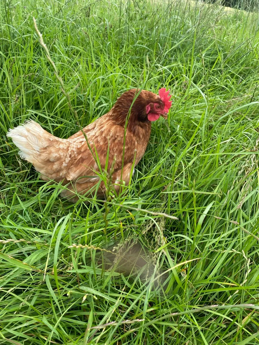 pullets, chicks, hatching eggs, hens - Image 2