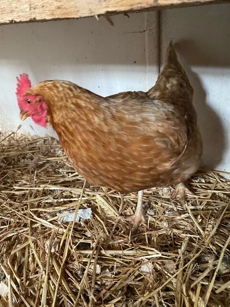 pullets, chicks, hatching eggs, hens - Image 3