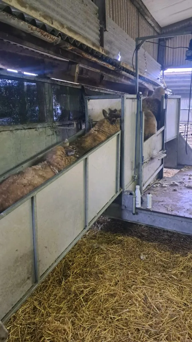 Sheep plunge dipping service - Image 4