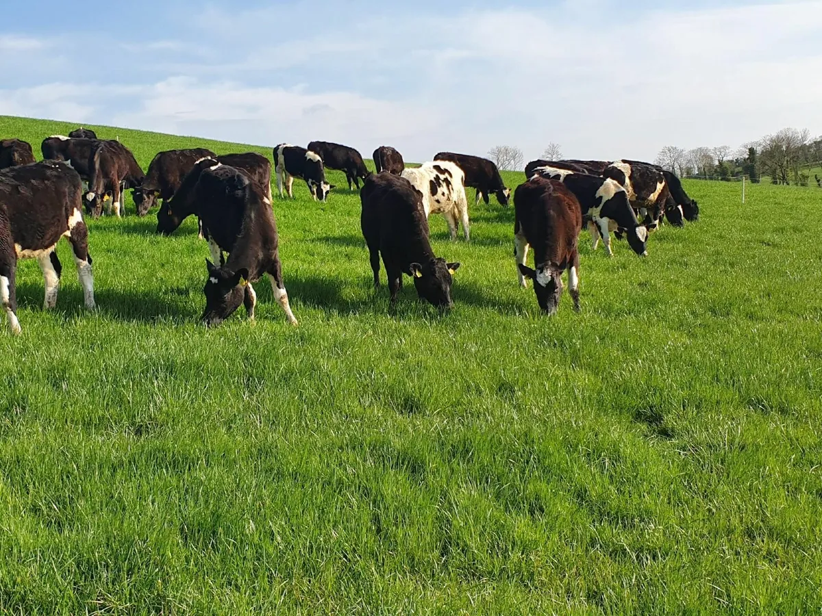 Contract rearing dairy stock - Image 1