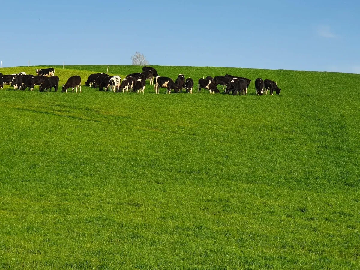 Contract rearing dairy stock - Image 3