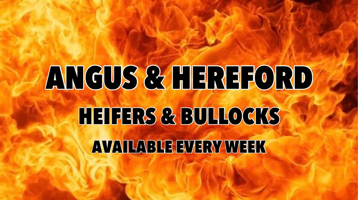 ANGUS & HEREFORD 300kg / 350kg - Image 1
