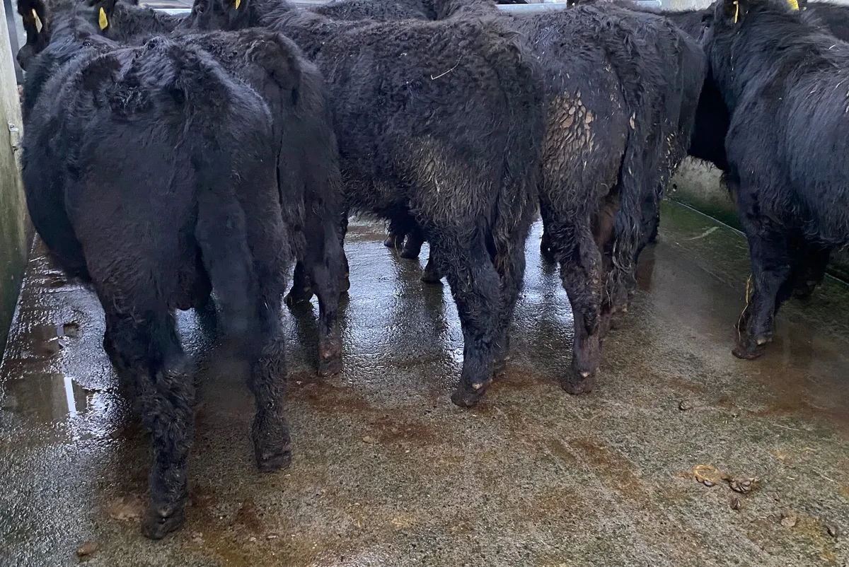 Good Cattle - Image 4