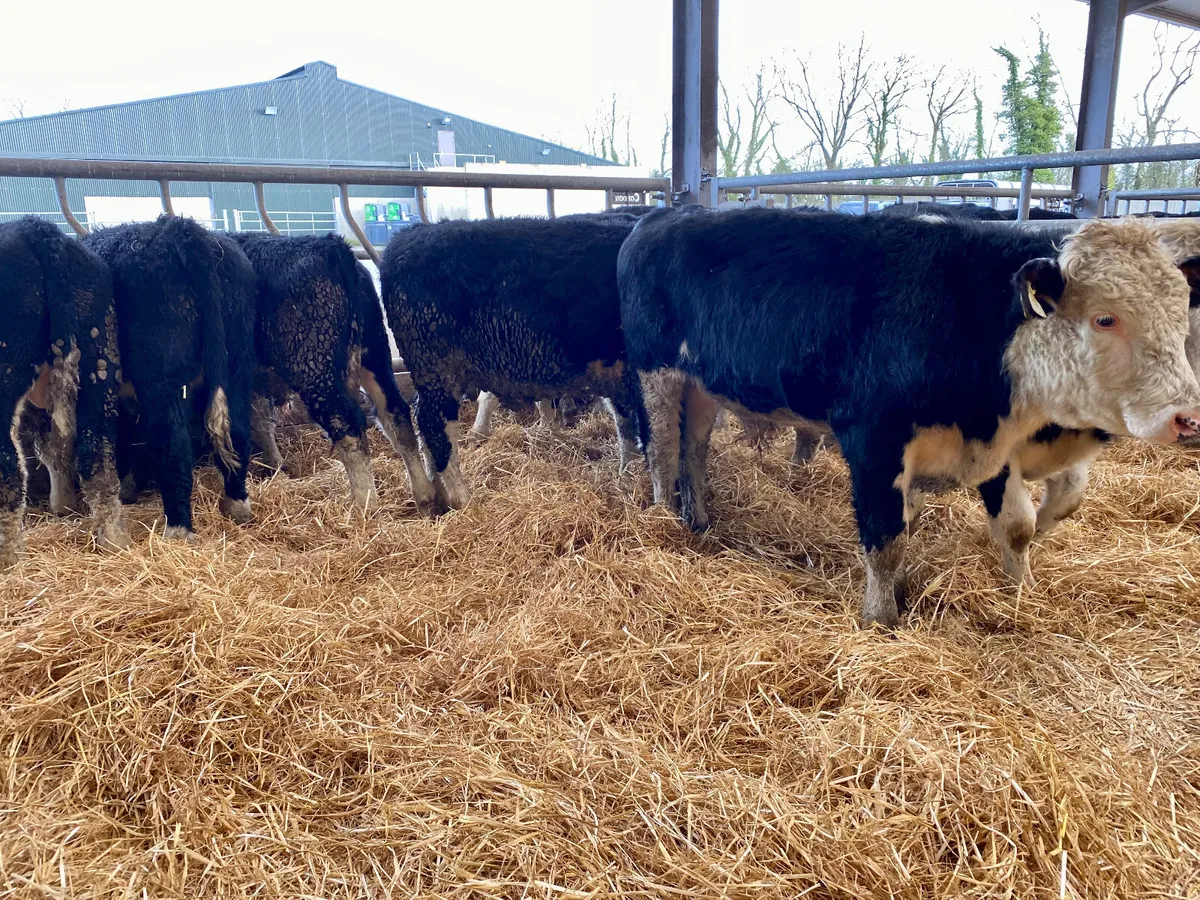 Good Cattle - Image 3