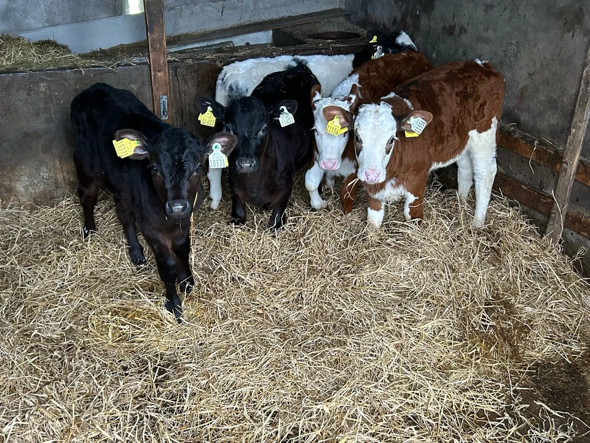 Once A Day Feeding Heifers - Image 2