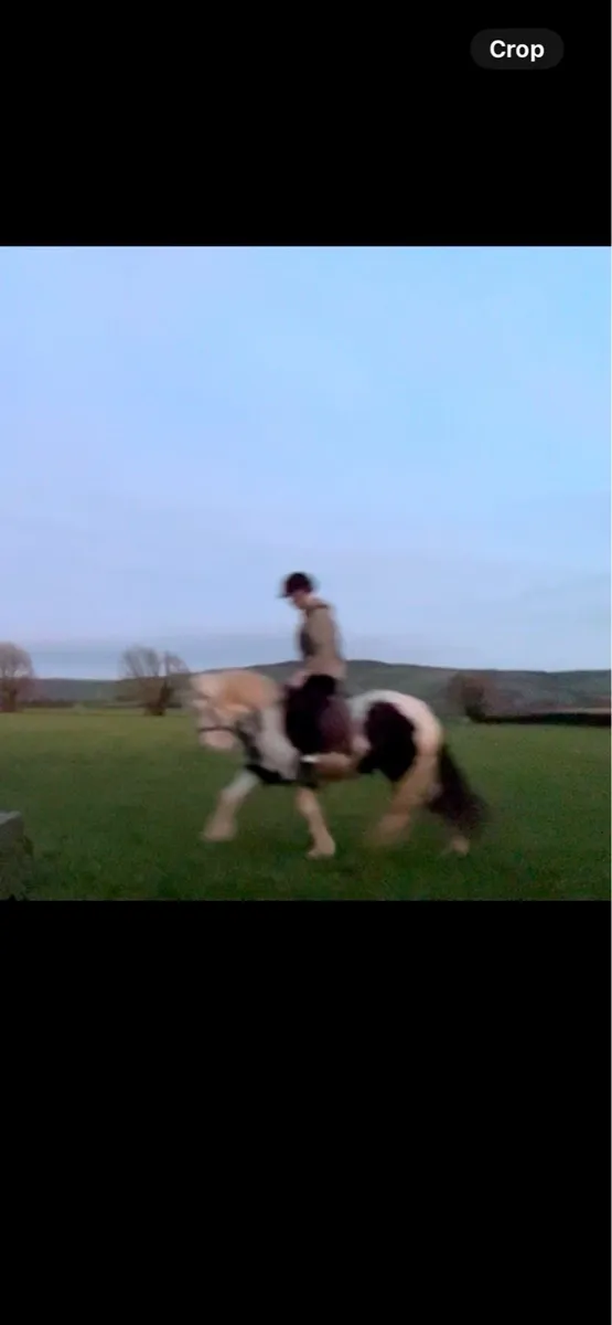 Pony club / hunting pony - Image 2