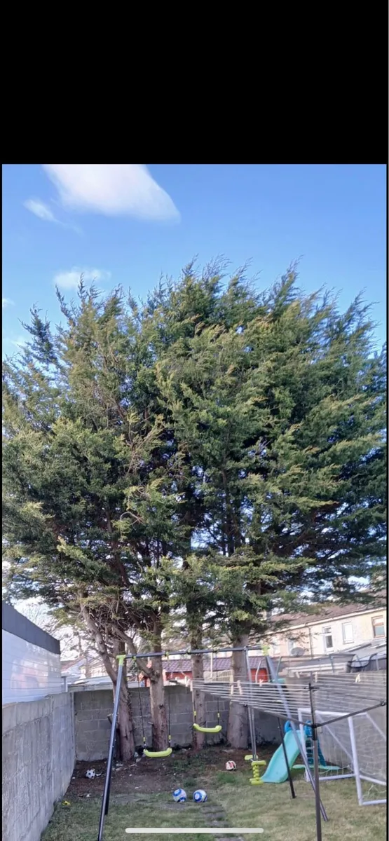 Tree Surgeon/Garden Maintenance - Image 2