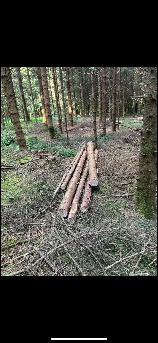 Tree Surgeon/Garden Maintenance - Image 4