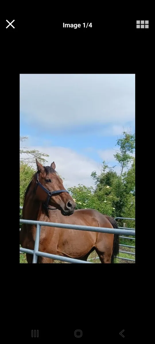 Beautiful sport horse 16 hands - Image 1
