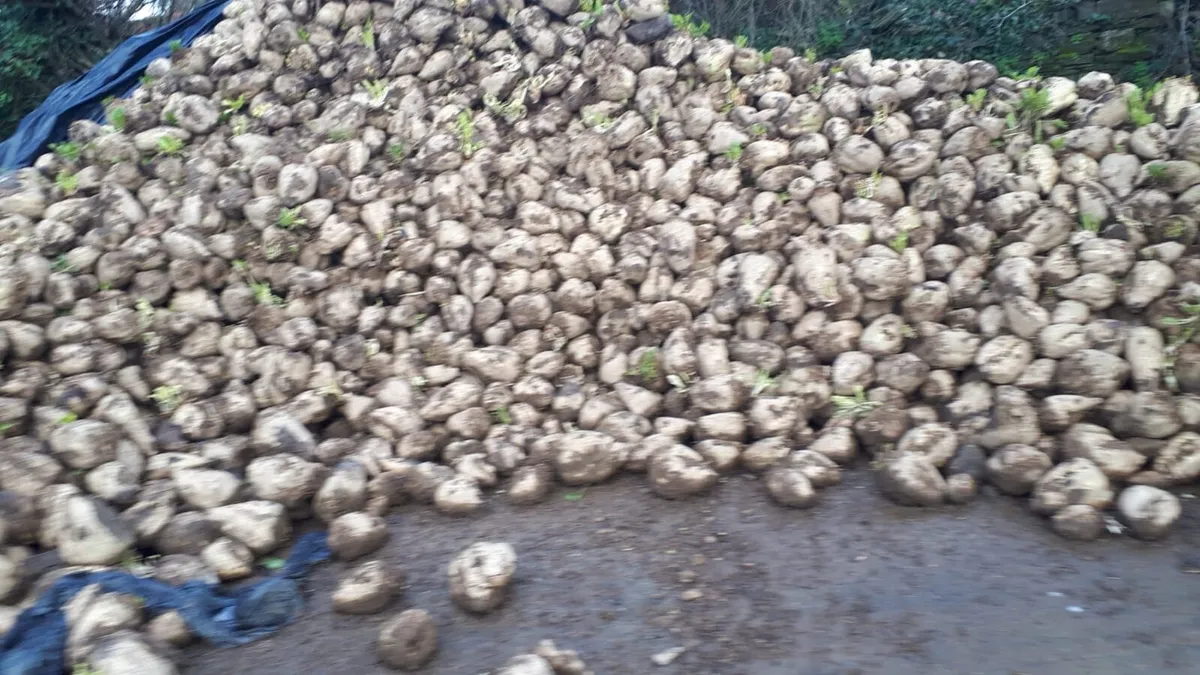 Fodder Beet