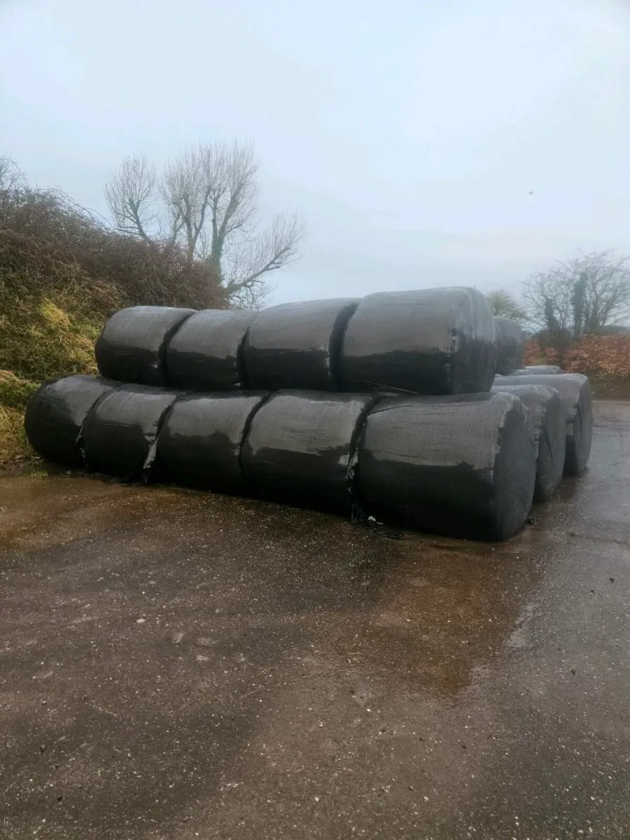 Silage  bales - Image 2