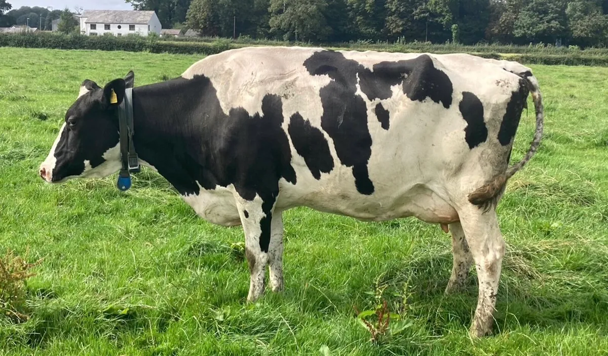 Full herd of ai bred Hol fr cows and heifers - Image 3