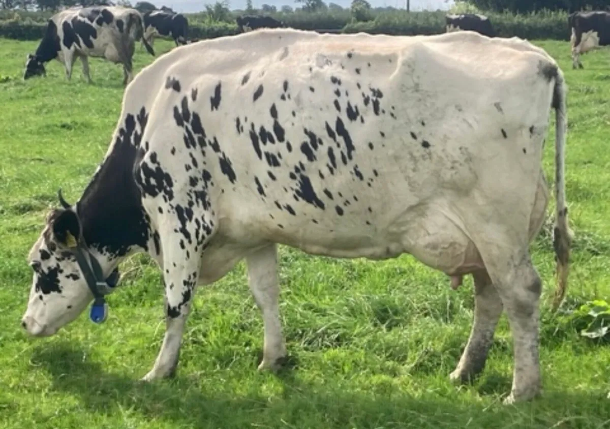 Full herd of ai bred Hol fr cows and heifers - Image 4
