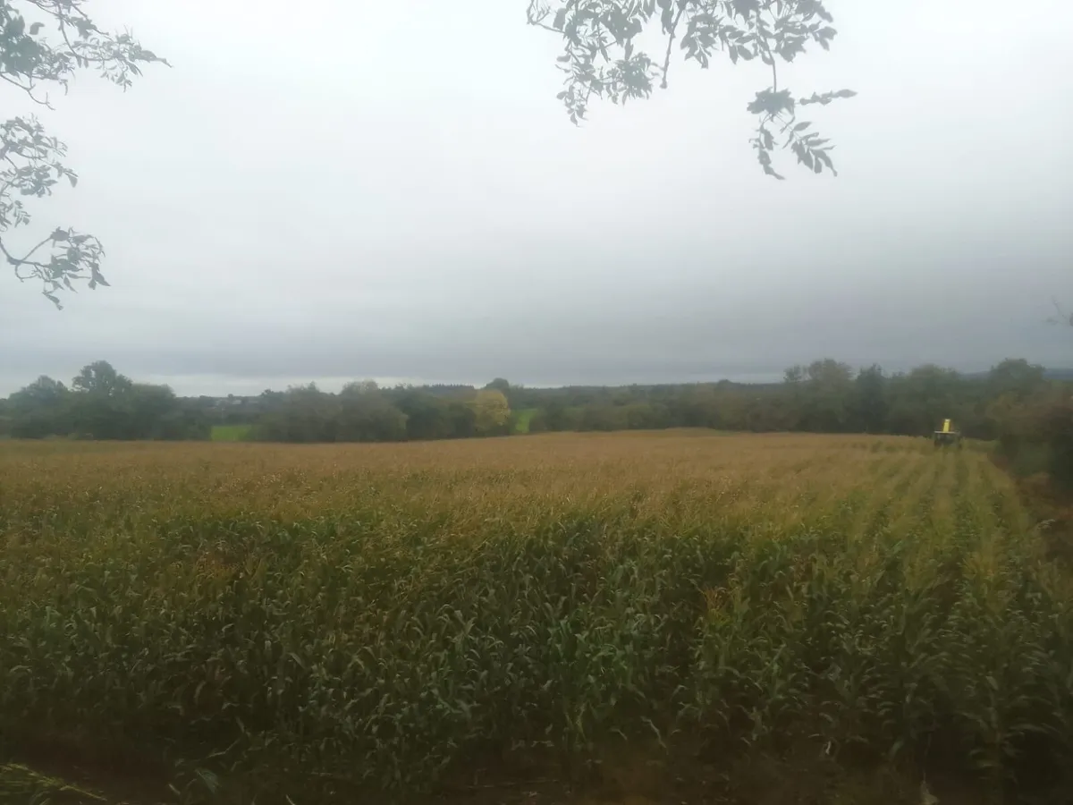 Beet  and maize for sale - Image 2