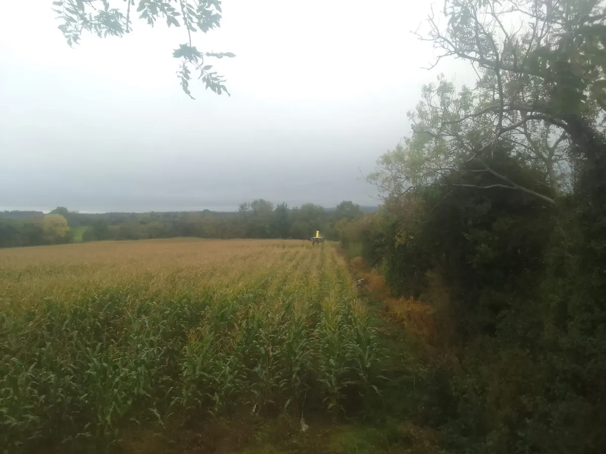 Beet  and maize for sale - Image 3