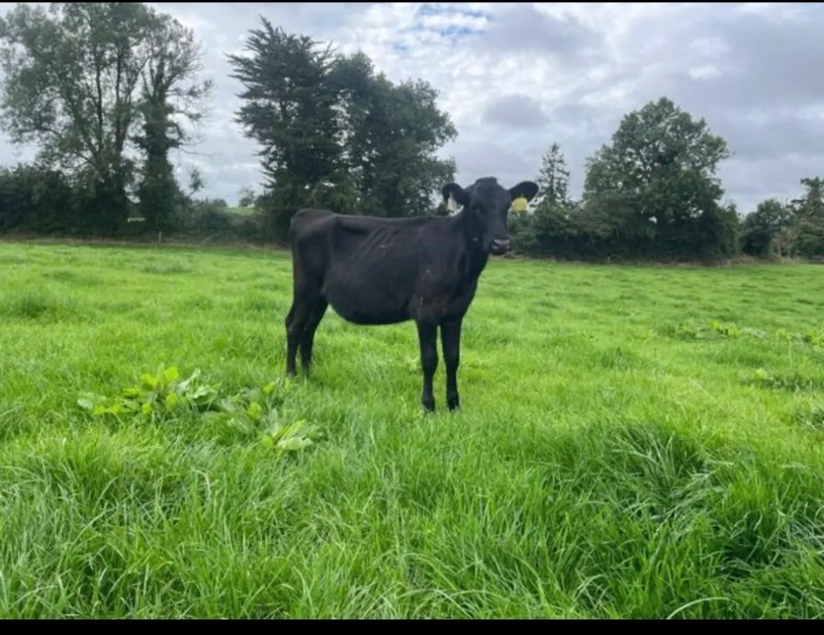 Xbred and Hol fr maidens wanted - Image 1