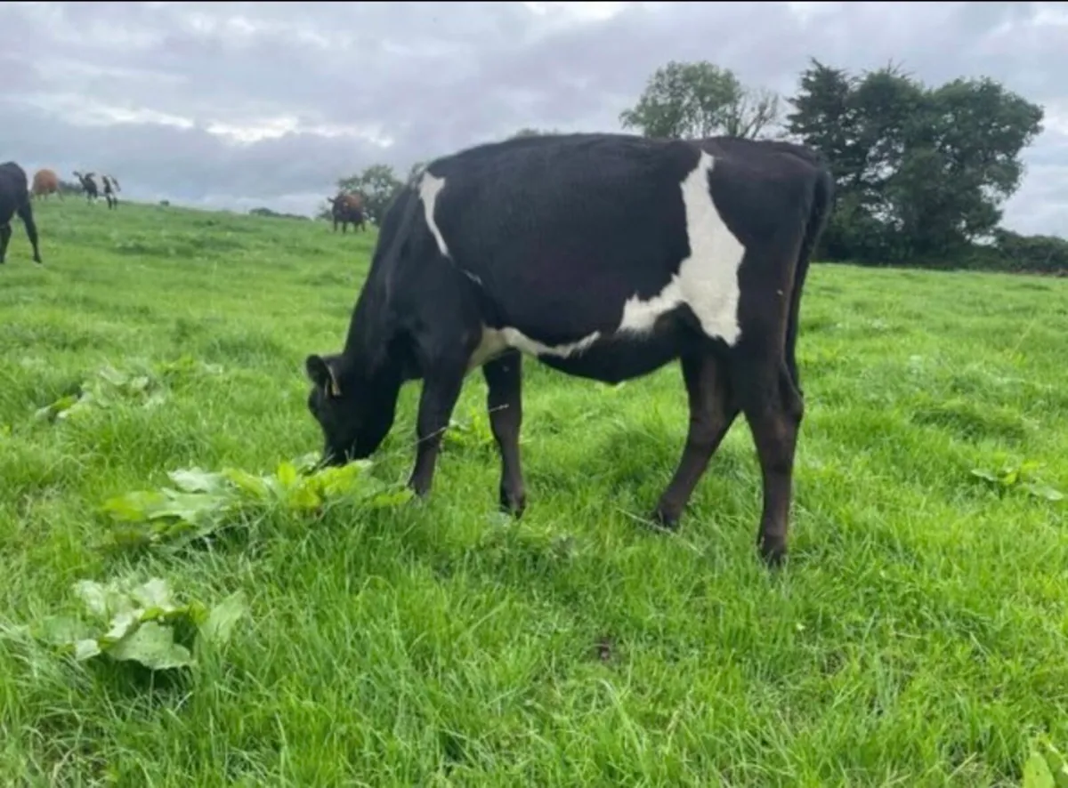 Xbred and Hol fr maidens wanted - Image 2