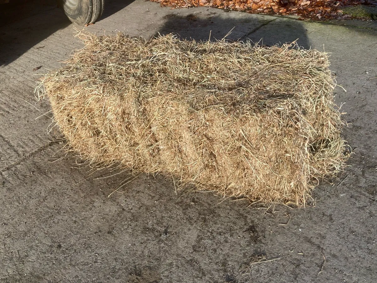 Hay top quality small square bales - Image 1