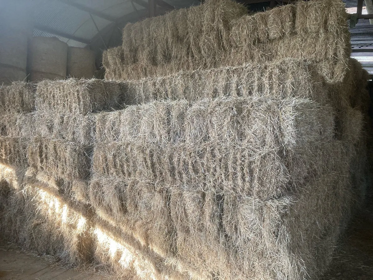 Hay top quality small square bales - Image 2