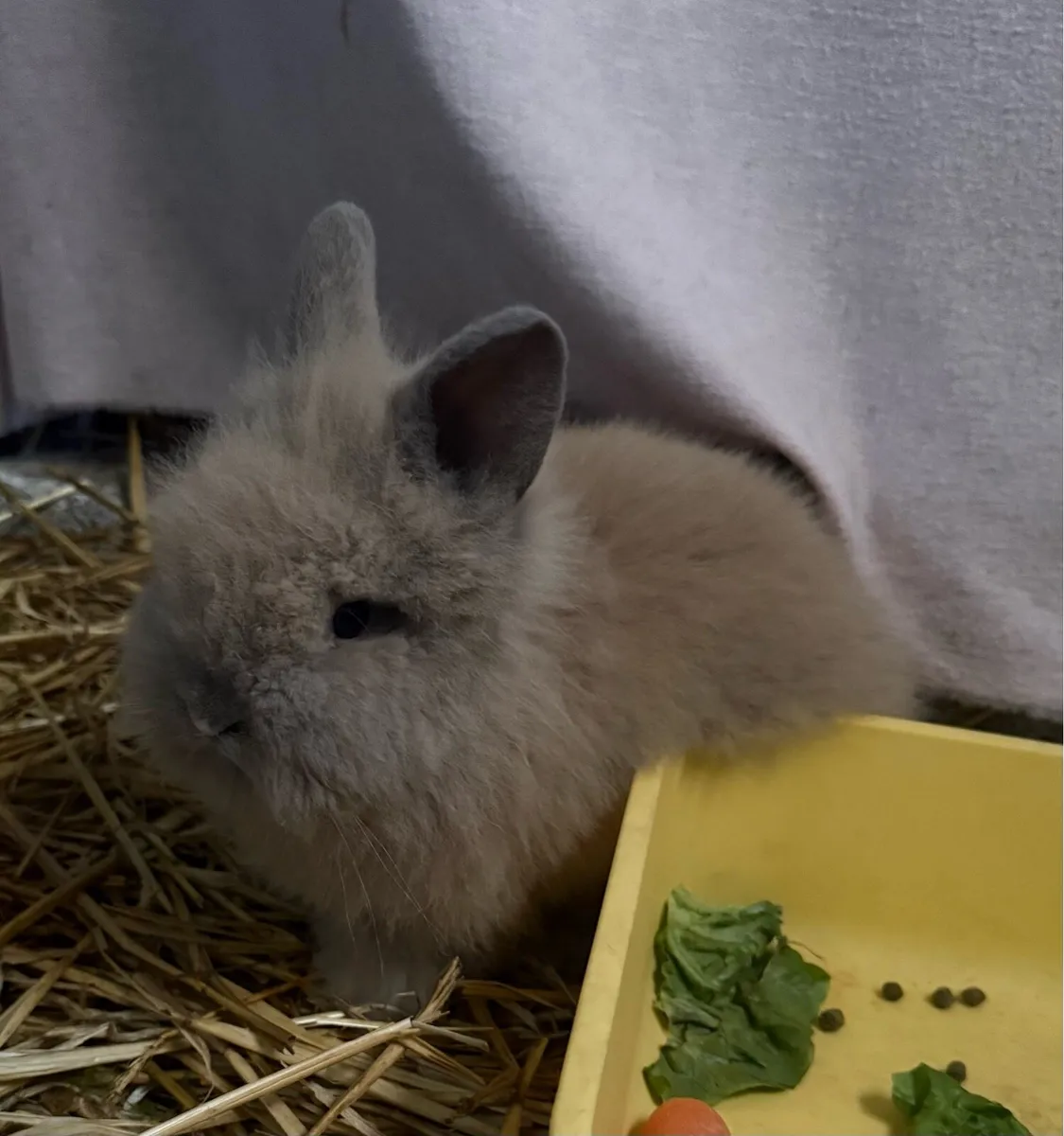 Two Baby Lionhead Bunnies - Image 3