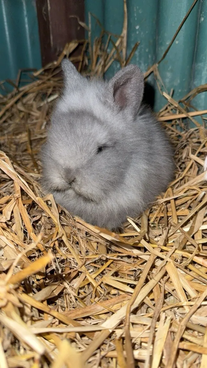 Two Baby Lionhead Bunnies - Image 4