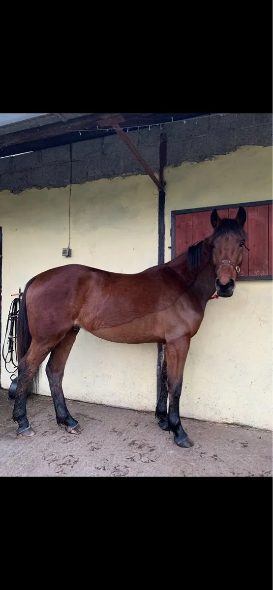 4 y/o bay gelding 15.2+ - Image 2
