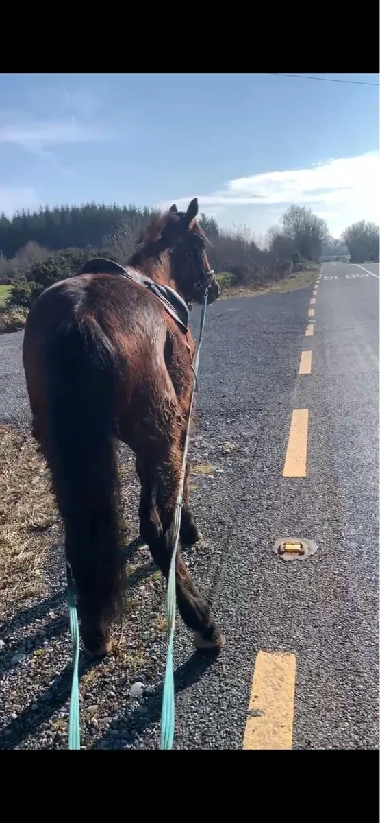 4 y/o bay gelding 15.2+ - Image 4