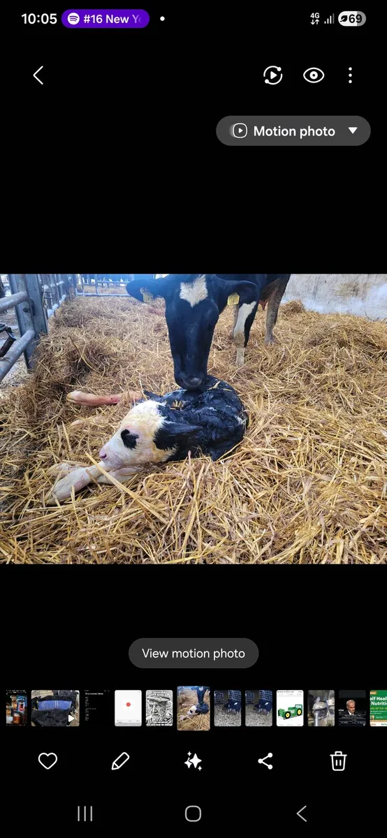 Night calver needed. - Image 1