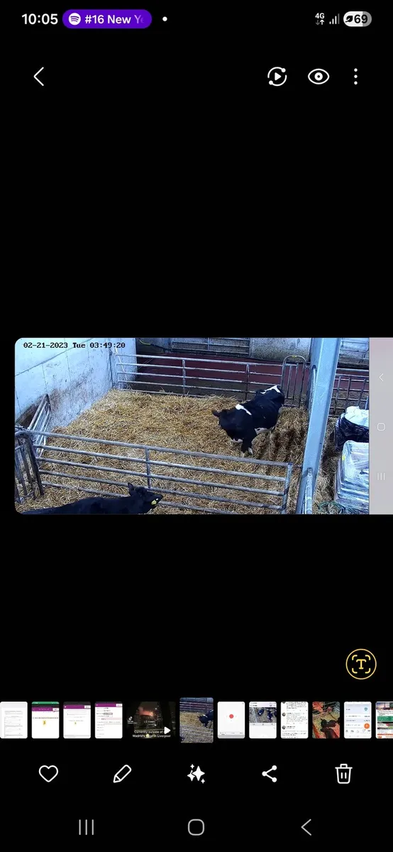 Night calver needed. - Image 3