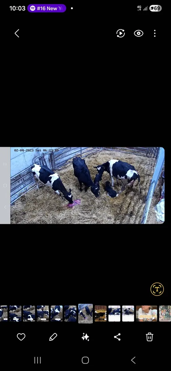 Night calver needed. - Image 4